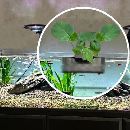 Aquarium Plant Holder,Fish Tank Plant Holder,Aquarium lid Clips,Aquarium Plant Pot,Hydroponic Fish Tank Planter, Aquatic Plant Cup for Aquascape Decorations (Transparent, 2PCS Rimless)
