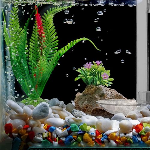 Abaodam 1Set Fish Tank Acrylic Shrimp Feeder Gadget with Cleaning Brush Transparent Design for Easy Viewing Suitable for Aquarium Convenient Installation