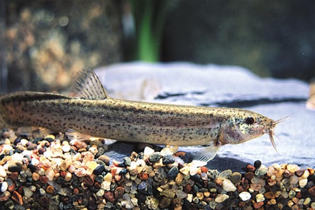 Swimming Creatures™ 1 Dojo Loach (Misgurnus Anguillicaudatus) Live Tropical Freshwater Aquarium Fish (Size Approx. 3~4")