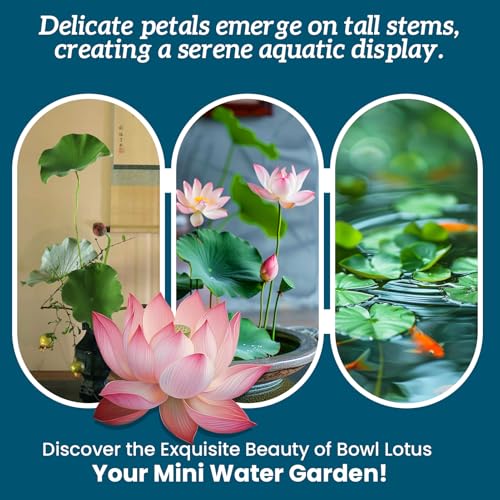 Lotus Seeds for Planting in Water – 60 PCS Mixed Bowl Lotus Seeds, Water Lily & Water Plants for Ponds, Live Pond Plants for Outdoor Ponds, Floating Pond Plants – Indoor Bonsai, Garden, Koi Pond - size: 60pcs Bowl Lotus Seeds for Panting