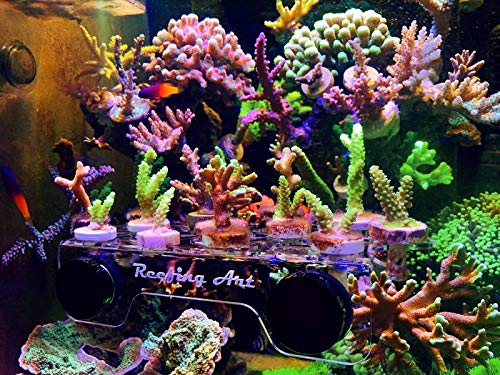 Magnetic Coral Frag Rack Strongest N52 Magnets Holds Up to 41 Plugs (Medium Max) - style: Medium Max