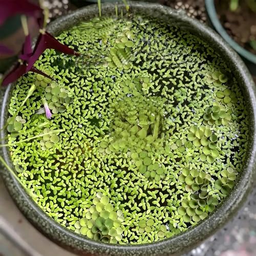 Aquariums Floating Plant Rings for FishTanks Intercepts Plant Cultivation Decorations Eva Rings for Fish Tanks Landscaping