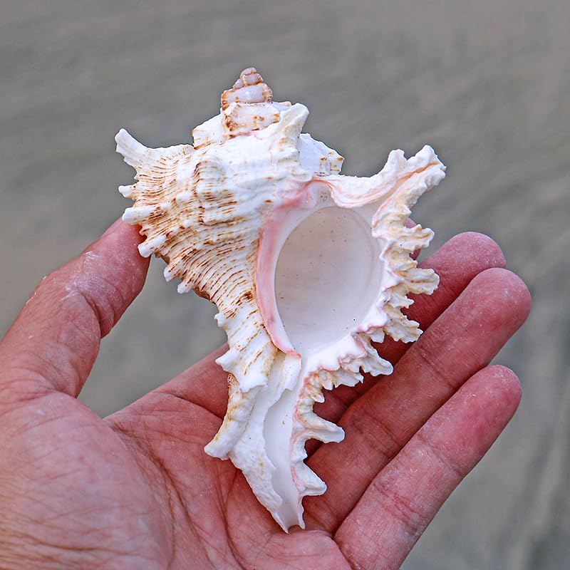 4 Pack 4-5 inches Conch Shells for Decorating air Plant Holders Unique Succulent Pot Betta Fish Tank Decoration Aquarium décor Fish House for Aquarium Beach Theme Party (No Plants)