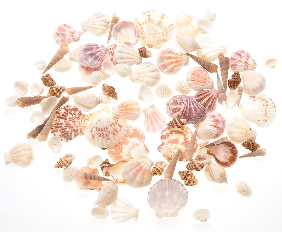 PowerTRC Mixed Beach Sea Shells for Ocean Theme Parties and Weddings Decoration | Vase, Fountain & Fish Tank Filler Various Sizes 1”-2.5”, 9.3 lbs. | Approx. 1200 Sea Shells - size: #3 1200 Sea Shells