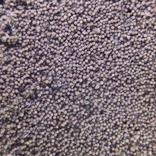 GREEN WATER FARM Fairy Shrimp Sirindhornae Eggs Live Fish Food for Hatching and Culture Suitable for Feed Betta Fish