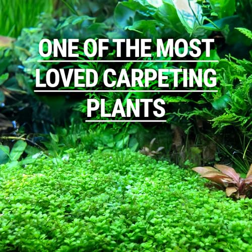 3X Dwarf Baby Tears Hemianthus Callitrichoides Live Aquarium Plants