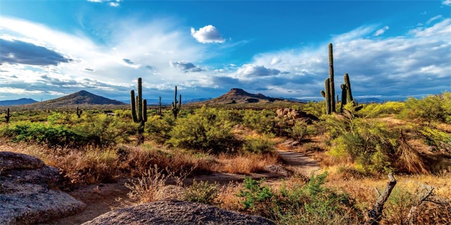 48x18inches Terrarium Background Desert Cactus Mountain Landscape Backdrop Aquarium Background Reptile Habitat Fish Tank Decoration Vinyl Background