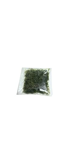 3X Java Moss Taxiphyllum Barbieri - Live Aquarium Plants Moss Aquatic Plants Vesicularia Dubyana
