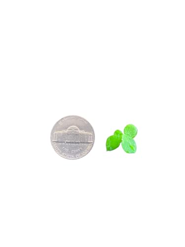 Giant Duckweed, Live Aquarium Floating Plant, Spirodela polyrhiza, 60+ Plants