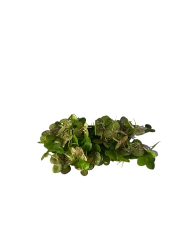 Giant Duckweed, Live Aquarium Floating Plant, Spirodela polyrhiza, 60+ Plants
