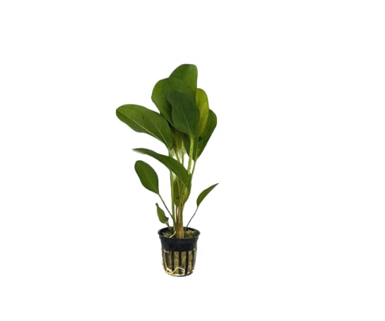 Live Aquarium Plants Bundle - Anubias Barteri, Amazon Sword, Dwarf Sagittaria - Easy Care Freshwater Plant Starter Pack for Fish Tank, No CO2 Required, Beginner Friendly