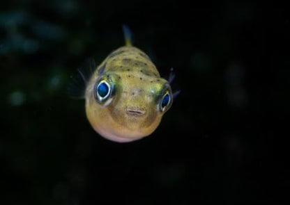 Swimming Creatures Live Aquarium Fish (2 Dwarf Pea Puffer Fish (Carinotetraodon Travancoricus) 1-2cm, 2, Count)