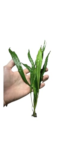 Java Fern and Anubias Aquarium Plant Bundle - Live Freshwater Plants for Aquascaping, Low Maintenance, Easy Beginner Friendly Decor for Fish Tank