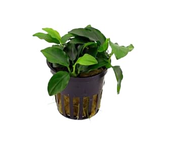 Live Aquarium Plants Bundle - Anubias Barteri, Amazon Sword, Dwarf Sagittaria - Easy Care Freshwater Plant Starter Pack for Fish Tank, No CO2 Required, Beginner Friendly