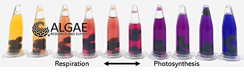 Algae Research and Supply: Algae Beads (Algae Beads Research Kit: 2,000 Beads, Indicator (50mL), pipettes)