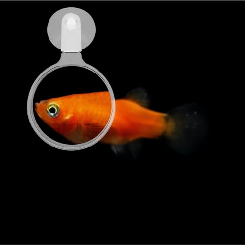 Aquarium Magnifier with Suction Cup Sturdy Viewing Tool for Fish Tank Observation for Small Animals Plants and Micro Landscapes for Enthusiasts