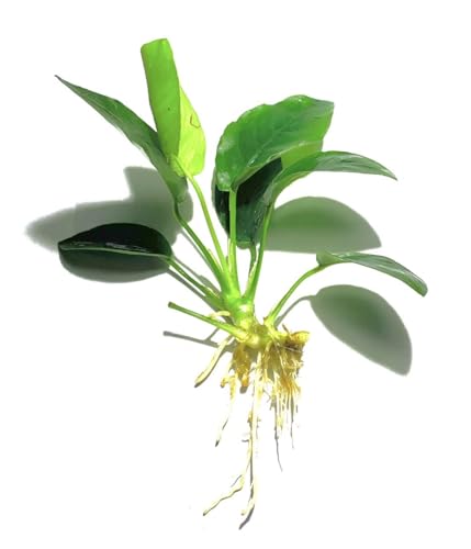 Java Fern and Anubias Aquarium Plant Bundle - Live Freshwater Plants for Aquascaping, Low Maintenance, Easy Beginner Friendly Decor for Fish Tank