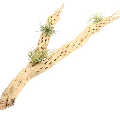Koyal Wholesale 18-20" Cholla Wood Aquarium Leopard Gecko Tank Accessories Untreated Large Driftwood for Aquarium Wood Hermit Crab Accessories Drift Wood for Shrimp Tank Gecko Accessories