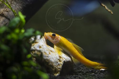 Swimming Creatures Live Aquarium Fish (1 Golden Suckerfish (Gyrinocheilos aymonieri) & 1 Otocinclus Catfish (Otocinclus macrospilus) 2.5-3.5cm, 2, Count)