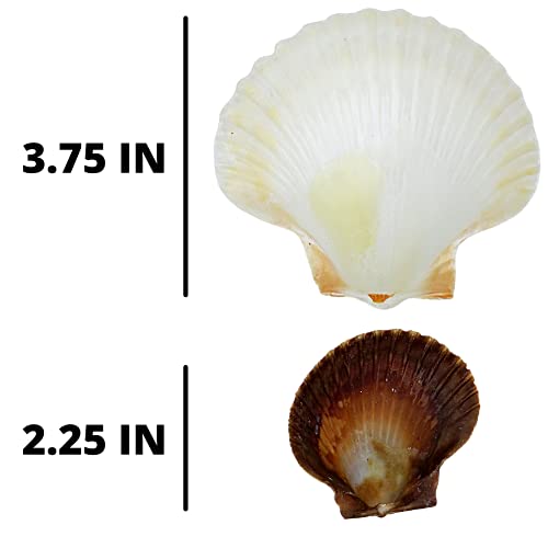 Needzo Hermit Crab Food and Water Shell Dishes, Habitat Tank Supplies for Pets, 3.75 x 2.25 Inches (Pack of 2)