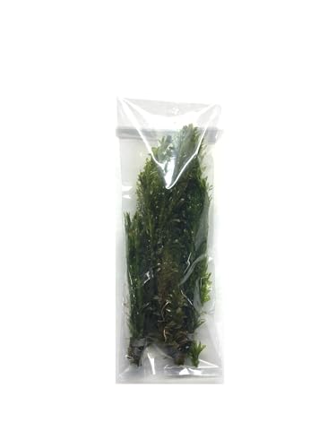 3X Anacharis Elodea Densa Live Aqurium Plants