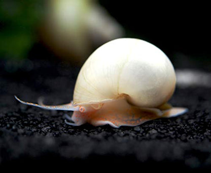 Aquatic Arts 5 Live Ivory Mystery Snails for Freshwater Aquarium | Real Living Glass Fish Tank Clearer | Nano Pets | Natural Decorations - style: 5-SNAILS