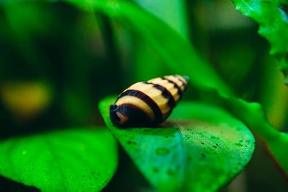 Swimming Creatures™ Premium Neocaridina Shrimp – A Perfect Combo to Brighten Your Aquarium! (10 Premium Mix + 3 Assassin Snail)