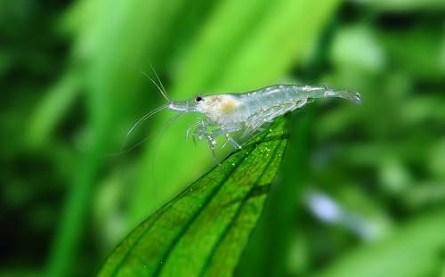 Swimming Creatures™ Freshwater Aquarium Shrimp - A Perfect Combo to Brighten Your Aquarium! (10, Premium Amano Snow)