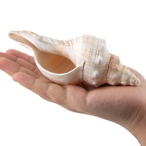 2PCS Conch Shell Large Natural Seashells Perfect for Fish Tank Wedding Decor Beach Theme Party Home Decorations