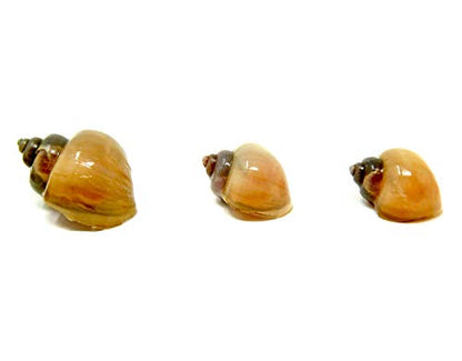 Aquatic Arts 5 Live Ivory Mystery Snails for Freshwater Aquarium | Real Living Glass Fish Tank Clearer | Nano Pets | Natural Decorations - style: 5-SNAILS