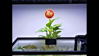 Aquarium Plant Holder for Rimmed and Rimless Tanks, PLA+ Plastic, Fish-Safe, Accessory