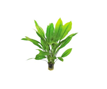 Live Aquarium Plants Bundle - Anubias Barteri, Amazon Sword, Dwarf Sagittaria - Easy Care Freshwater Plant Starter Pack for Fish Tank, No CO2 Required, Beginner Friendly