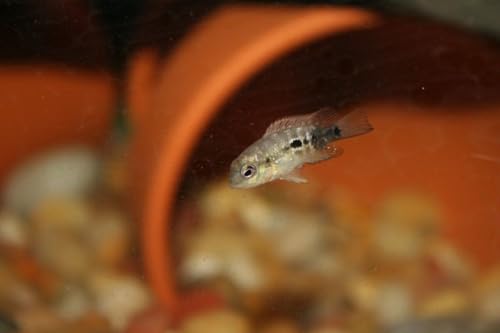 Nano Fry Powder, 55% Protein Vitamin Rich Floating/Slow Sinking Powdered Fry Growth Food for All Tropical Fish, Baby Cichlids, Bettas, Tetras, Guppies...2.4oz Squeeze Bottle