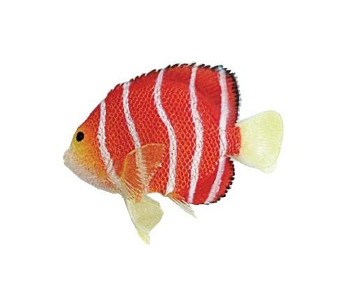 Aquatop Red Silicone Peppermint Angelfish Décor – Suction Cup Anchor Mount, Safe for Salt & Freshwater, Fish Tank Decorations, Vibrant Accessories, Moves with Water Current, SD-AF01R