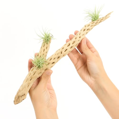 Koyal Wholesale 18-20" Cholla Wood Aquarium Leopard Gecko Tank Accessories Untreated Large Driftwood for Aquarium Wood Hermit Crab Accessories Drift Wood for Shrimp Tank Gecko Accessories