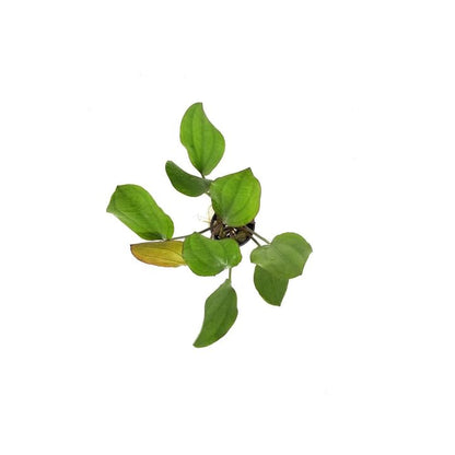Amazon Sword Echinodorus Red Melon - Live Aquarium Plant - Freshwater - Medium Light - size: Medium