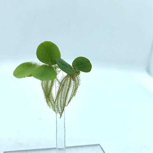 Floating Plant Combo Pack! (Amazon Frogbit, Red Root Floater, Dwarf Water Lettuce, Water Spangles) (Plants Only) - size: Plants without Invisible Feeding Ring