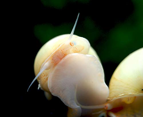 Aquatic Arts 5 Live Ivory Mystery Snails for Freshwater Aquarium | Real Living Glass Fish Tank Clearer | Nano Pets | Natural Decorations - style: 5-SNAILS