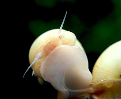 Aquatic Arts 5 Live Ivory Mystery Snails for Freshwater Aquarium | Real Living Glass Fish Tank Clearer | Nano Pets | Natural Decorations - style: 5-SNAILS