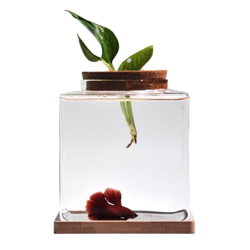 Desktop Betta Fish Tank with Wood Lid and Bamboo Stand Small Fish Bowl Glass for Beta Fish Hydroponic Plant Terrarium Aquarium Starter Kit 0.5 Gallon
