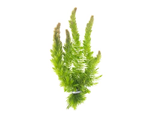 Hornwort Live Aquarium Plants (2), Hornwort Ceratophyllum Aquatic Plants, Hornwort Coontail Aquarium Plant Live, Floating Pond Plants Live Hornwort Bundle, Fish Tank Hornwort Live Plants