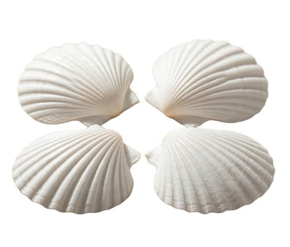 Natural White Scallop Sea Shells for Crafts, Beach Home Decor, Painting, Fish Tank, Wedding Decorations, Large 4.5 Inch, 4 Pack