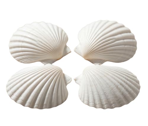 Natural White Scallop Sea Shells for Crafts, Beach Home Decor, Painting, Fish Tank, Wedding Decorations, Large 4.5 Inch, 4 Pack