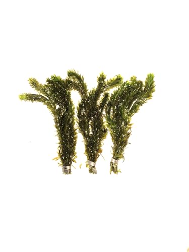 3X Anacharis Elodea Densa Live Aqurium Plants