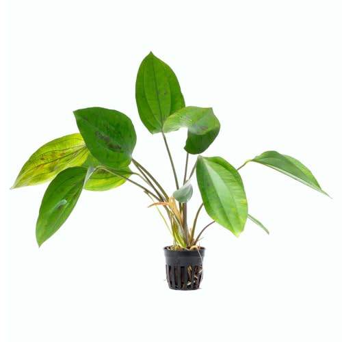 Live Plants - Echinodorus cordifolius 'Hybrid' - Medium Light, Bright Green Accent for Background Freshwater Aquascaping in Community or Biotope Planted Aquarium - Pot - color: Ech. Cordifolius Hybrid, size: 1 Pot