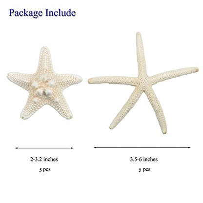 Jangostor 12 PCS Starfish 2-6 Inch Mixed Starfish Natural Seashells Starfish Star Fish Shells Decorations Perfect for Wedding Decor Beach Theme Party, Home Decorations, DIY Crafts, Fish Tank