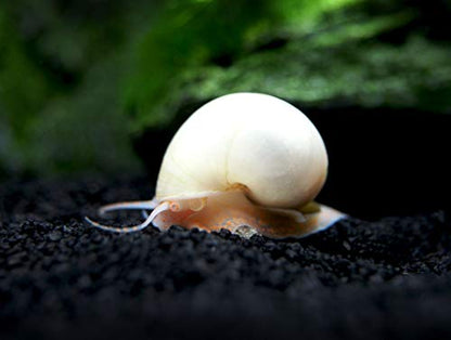Aquatic Arts 5 Live Ivory Mystery Snails for Freshwater Aquarium | Real Living Glass Fish Tank Clearer | Nano Pets | Natural Decorations - style: 5-SNAILS