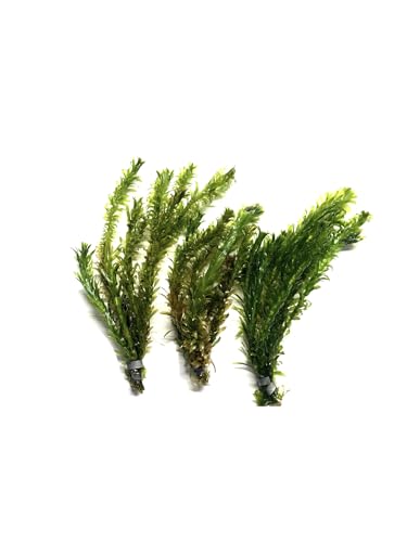 3X Anacharis Elodea Densa Live Aqurium Plants