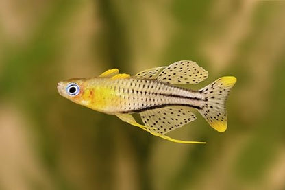 Swimming Creatures™ Freshwater Rainbowfish Live Aquarium Fish (Approx. 3/4"–1") (6 Spotted Blue-Eye Rainbowfish)