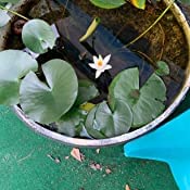 PondH2o 4" Square Water Garden Pond Aquatic Plastic Slotted Mesh Pond Plant or Flower Basket 6 Pack, Plastic Planting Pots Water Garden Pot for Pond Aquarium Aquaponics, Hydroponics